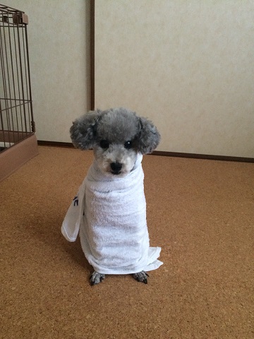 ねとらぼ生物部編集長