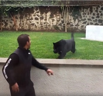 志村クロヒョウ