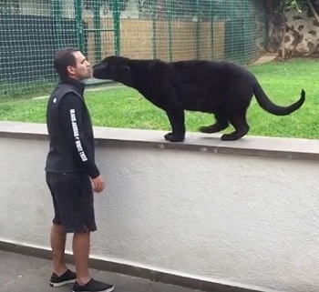 志村クロヒョウ