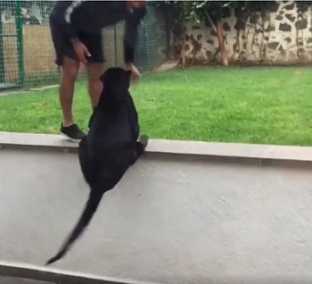 志村クロヒョウ