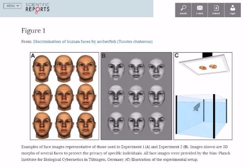魚 人間の顔 見分ける