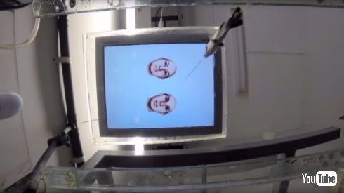 魚 人間の顔 見分ける