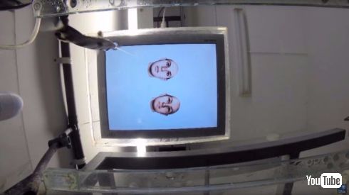 魚 人間の顔 見分ける