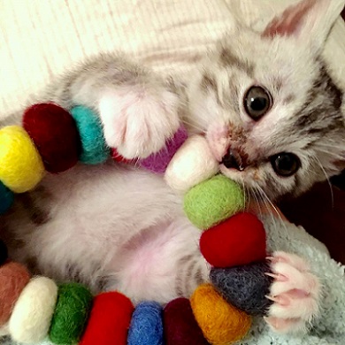 ねとらぼ生物部編集長