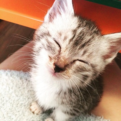 ねとらぼ生物部編集長