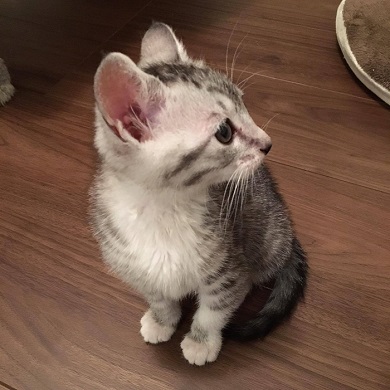 ねとらぼ生物部編集長