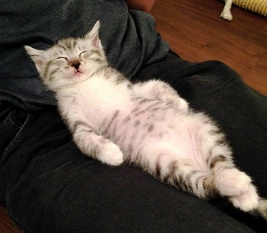 ねとらぼ生物部編集長