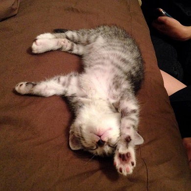 ねとらぼ生物部編集長