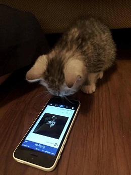 ねとらぼ生物部編集長