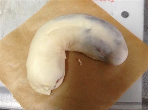 カブトムシ幼虫団子