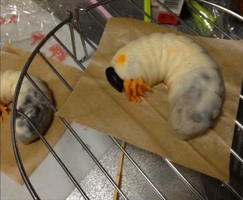 カブトムシ幼虫団子