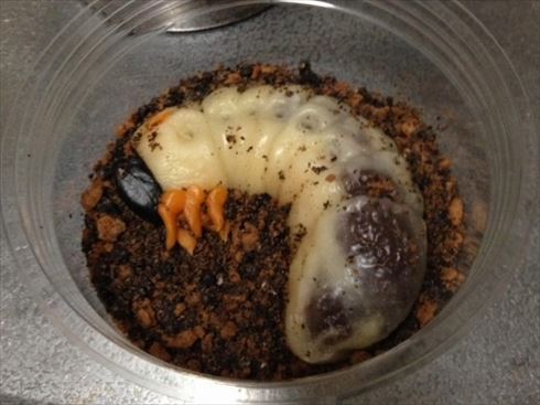 カブトムシ幼虫団子