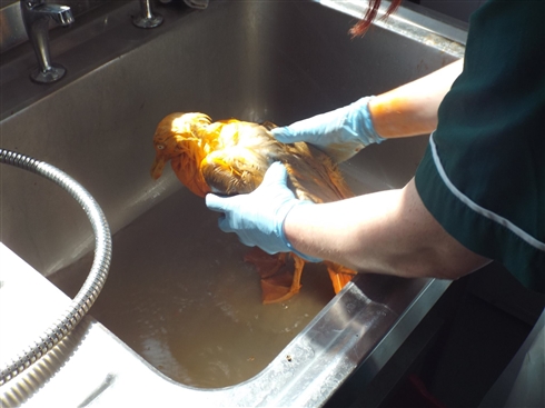 カレーまみれのカモメが動物病院に担ぎ込まれる