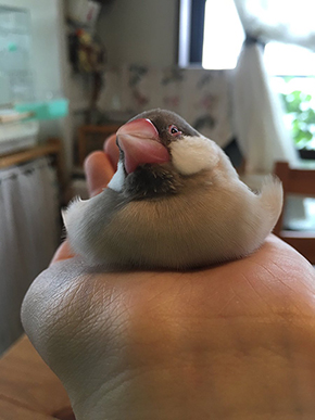 溶ける文鳥