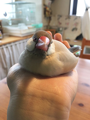 溶ける文鳥