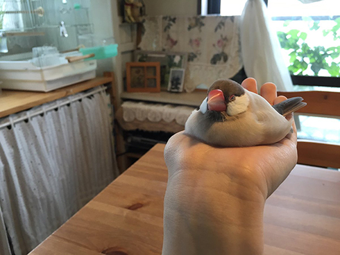 溶ける文鳥