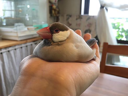 溶ける文鳥