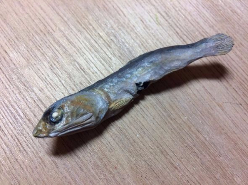 NEWモデル 本物に混じってても気付かない……！ 「木彫りの煮干し」が確実に 彫刻・オブジェ