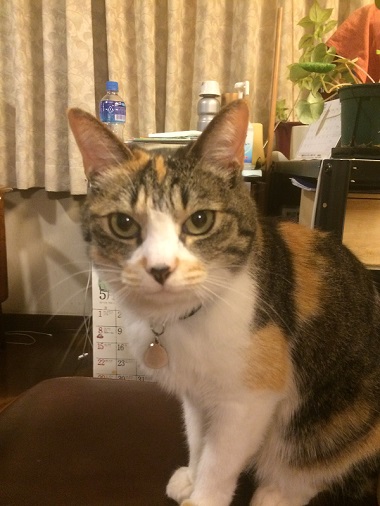 ねとらぼ生物部編集長