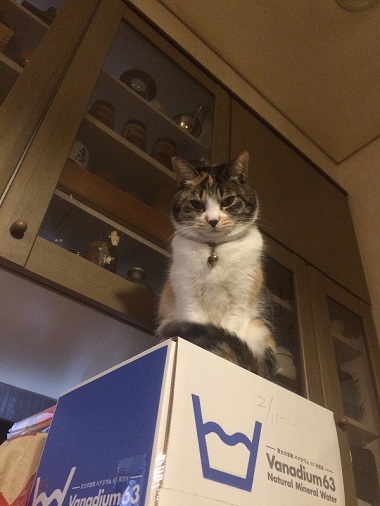 ねとらぼ生物部編集長