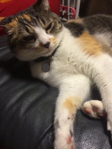 ねとらぼ生物部編集長