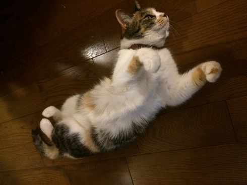 ねとらぼ生物部編集長