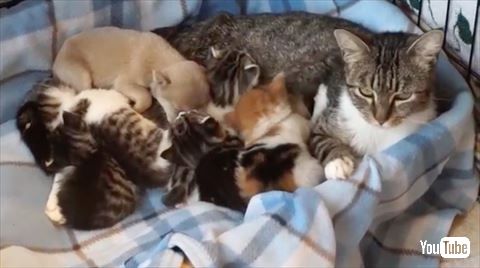 猫