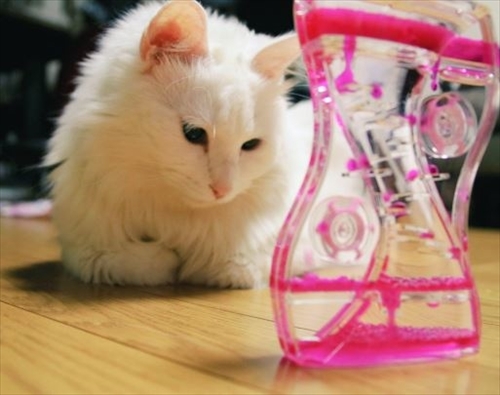 猫のシラスちゃん