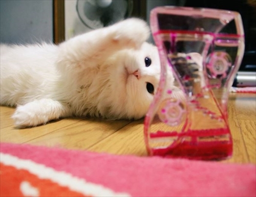 猫のシラスちゃん