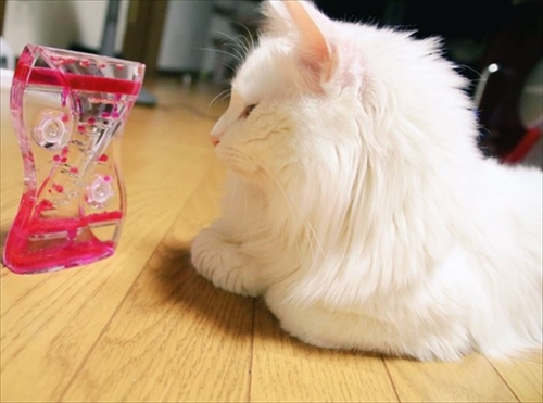 猫のシラスちゃん