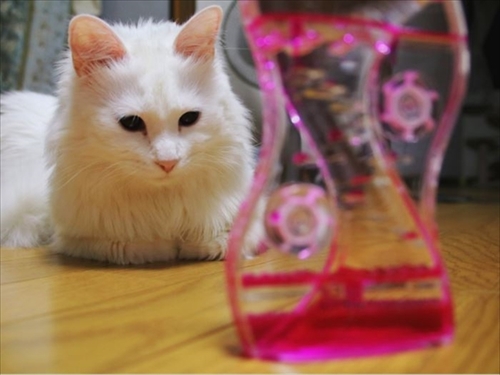 猫のシラスちゃん