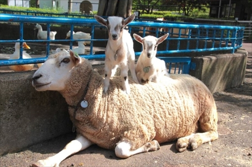盛岡市動物公園・ヒツジのハル