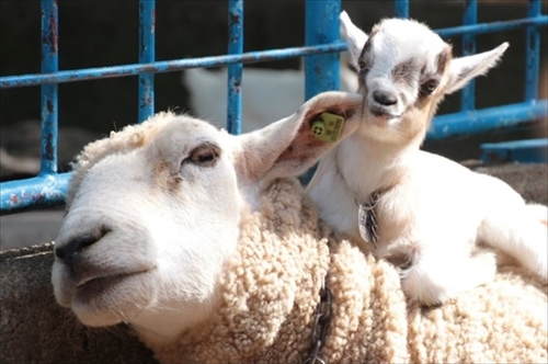 盛岡市動物公園・ヒツジのハル