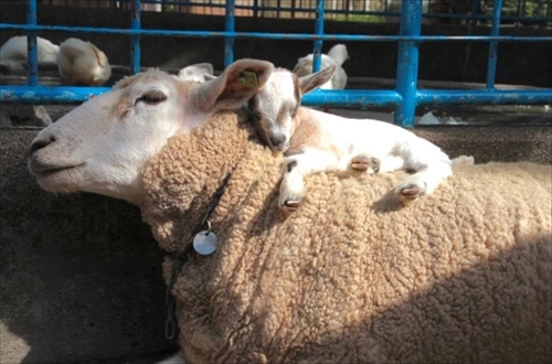 盛岡市動物公園・ヒツジのハル