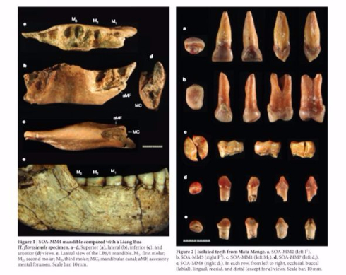 フローレス原人 約70万年前 化石