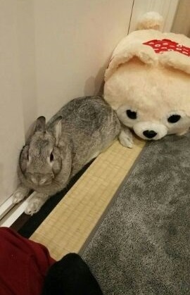 ねとらぼ生物部編集長