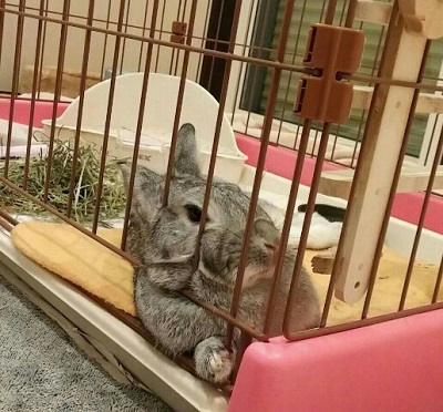 ねとらぼ生物部編集長