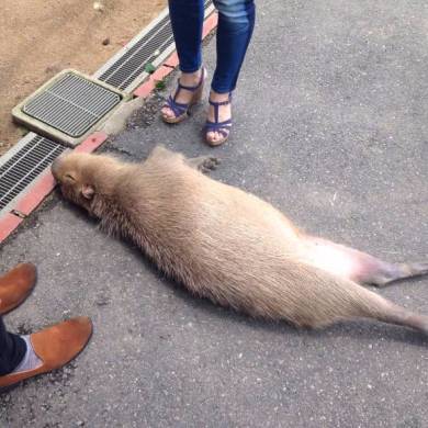 カピバラの落し物