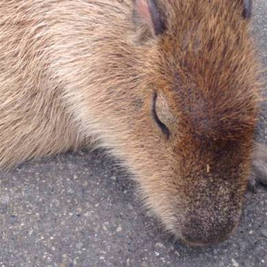 カピバラの落し物
