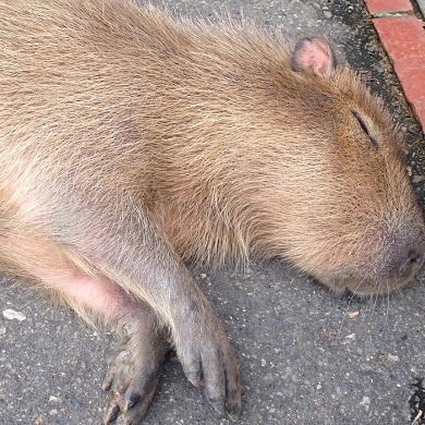 カピバラの落し物