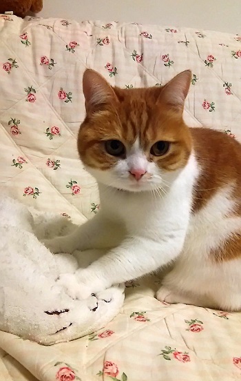 ねとらぼ生物部編集長