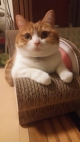 ねとらぼ生物部編集長