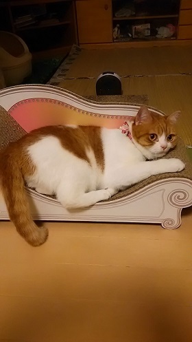 ねとらぼ生物部編集長