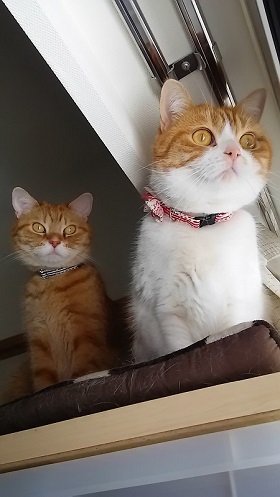 ねとらぼ生物部編集長