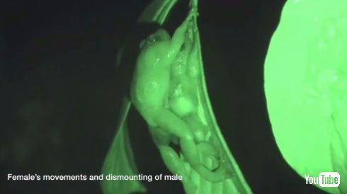 カエル 交尾 7番目の体位