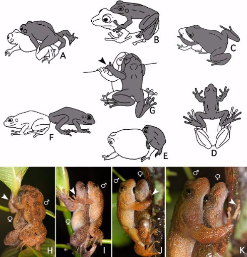 カエル 交尾 7番目の体位