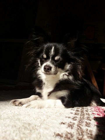 ねとらぼ生物部編集長