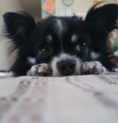 ねとらぼ生物部編集長