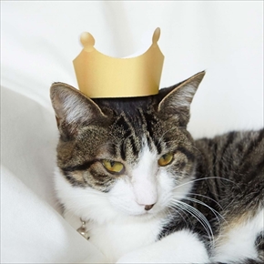 フェリシモ　バスタブ型猫の爪とぎ