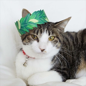 フェリシモ　バスタブ型猫の爪とぎ